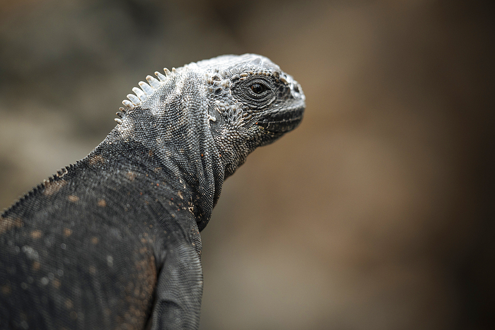Marine Iguana, Isla Isabela, Galapagos Islands, Ecuador