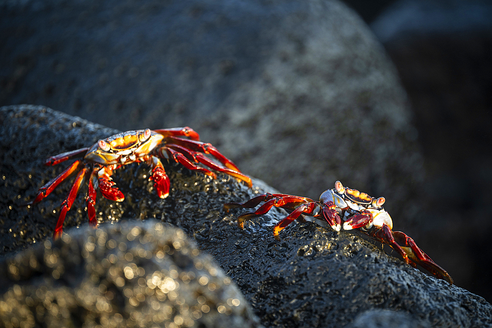 Sally Lightfoot Crab, Isla Isabela, Galapagos Islands, Ecuador