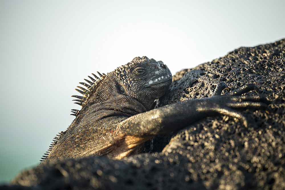Marine Iguana, Isla Isabela, Galapagos Islands, Ecuador
