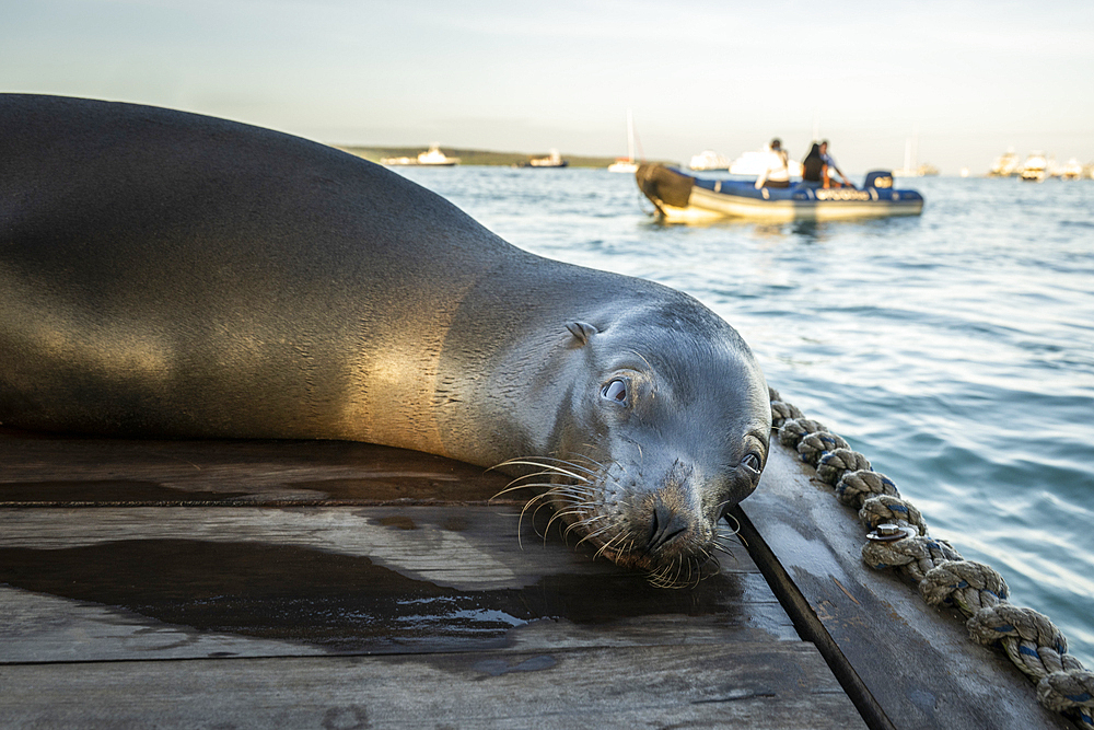 Galapagos Sea Lion, Puerto Ayora, Santa Cruz Island, Galapagos Islands, Ecuador