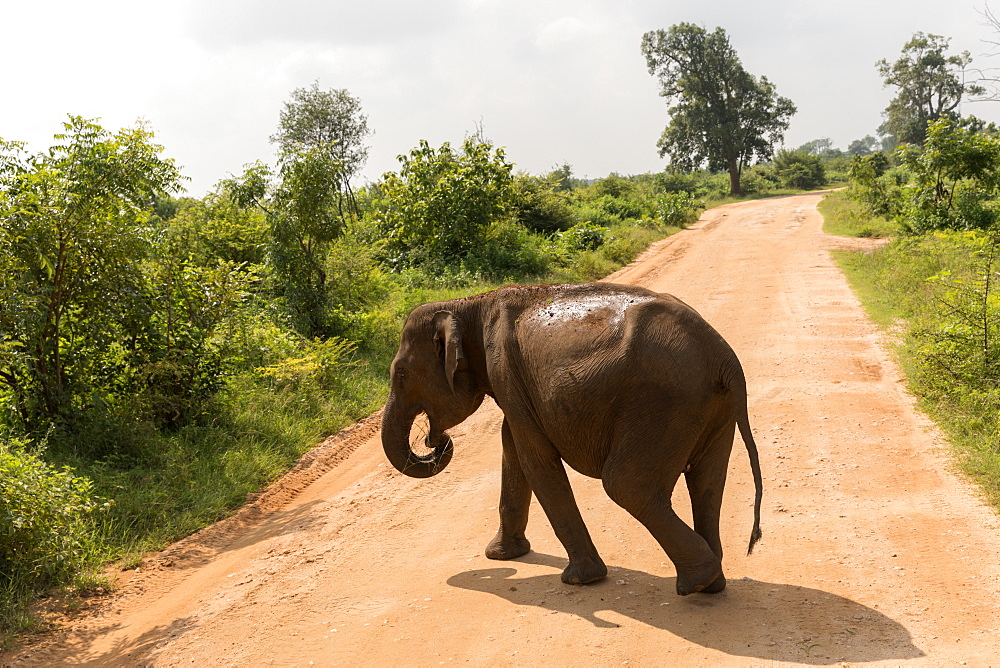 Asian elephant in Udawalawe National Park, Sri Lanka, Asia