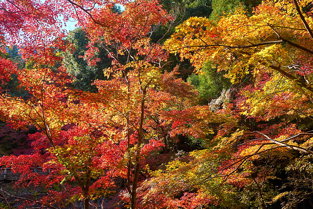 Japanese maple trees in autumn, in Arashiyama, Kyoto, Japan, Asia