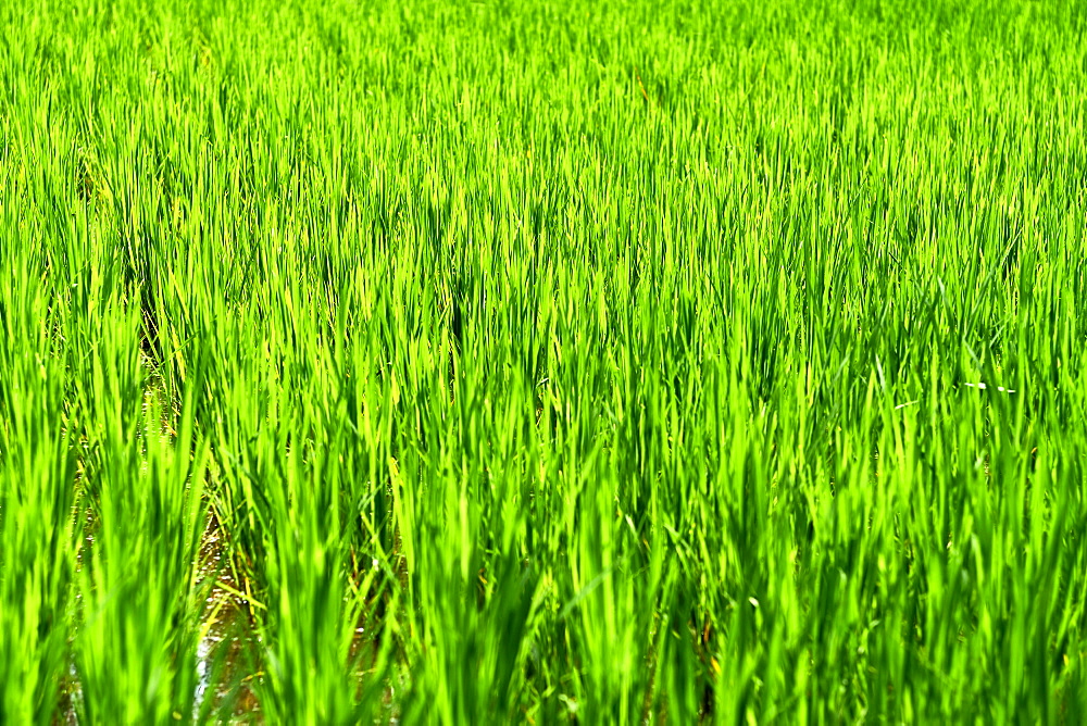 Green rice fields in Ubud, Bali, Indonesia, Southeast Asia, Asia