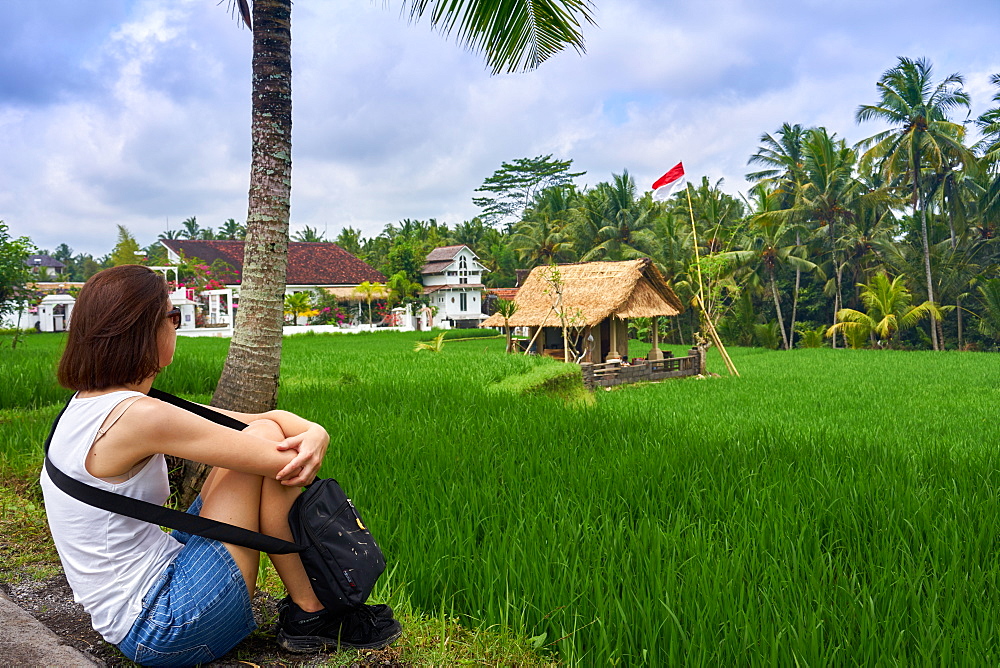 Looking over green rice fields on the Sari Organic Walk in Ubud, Bali, Indonesia, Southeast Asia, Asia