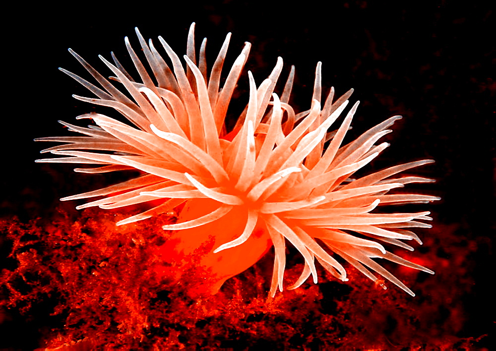 Anemone (Sp. Unknown).
Oban, Scotland
