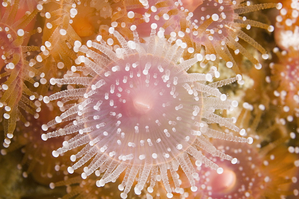 
Jewel Anemone (Corynactis viridis). 
The Manacles, Cornwall, UK
Restricted resolution (Please contact us)