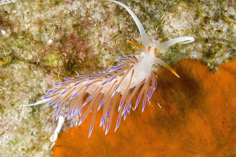 Nudibranch (Cratena peregrina).
Sardinia, Italy

Restricted Resolution (Please contact us)