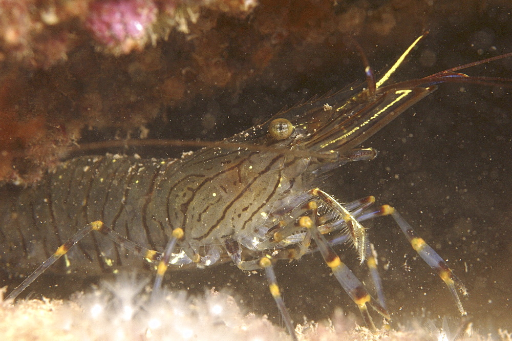 Common Prawn (Palaemon serratus) Babbacombe, Torquay, South Devon, UK.  (A4 only).