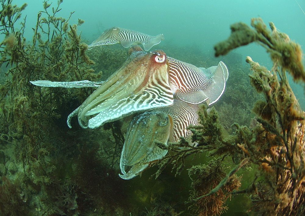 Common Cuttlefish (Sepia officinalis).
Group swimming through seaweed.
Babbacombe, Torquay, South Devon, UK.
