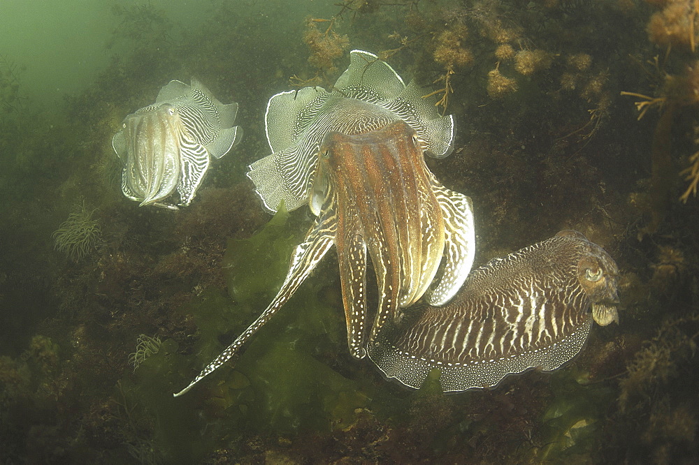 Cuttlefishes (Sepia officinalis). Babbacombe, Torquay, South Devon, UK. (A4 only).