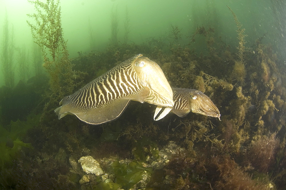 Cuttlefish (Sepia officinalis) Courtship. Babbacombe, Torquay, South Devon, UK.  (A4 only).