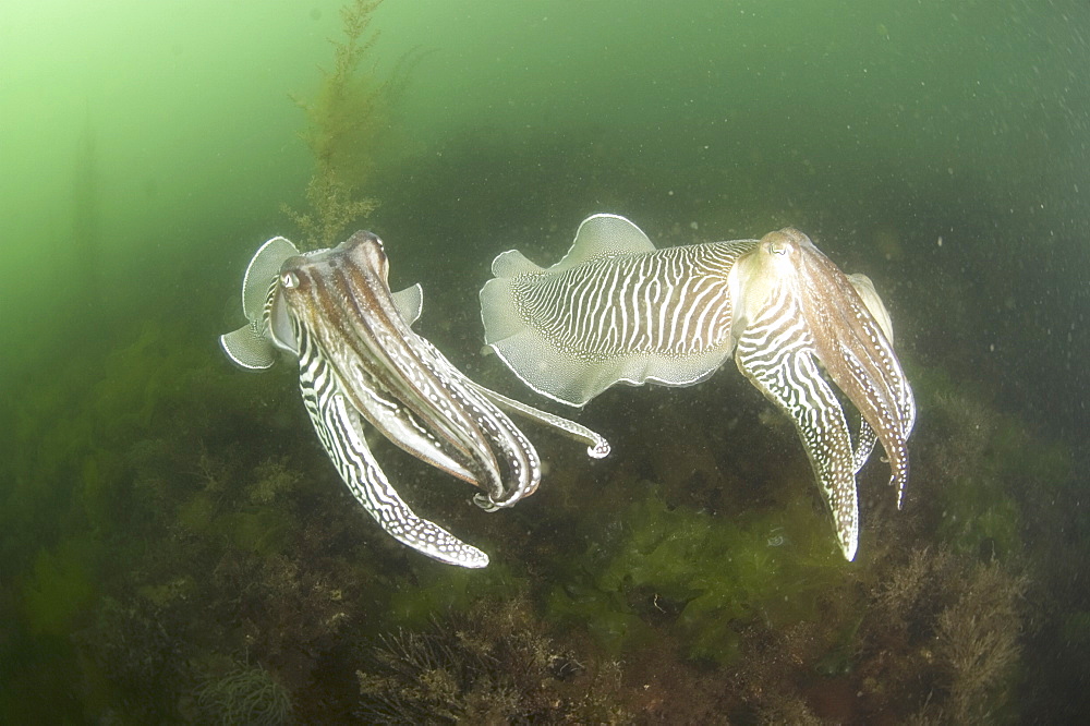 Cuttlefish (Sepia officinalis) Two swimming. Babbacombe, Torquay, South Devon, UK. (A4 only).