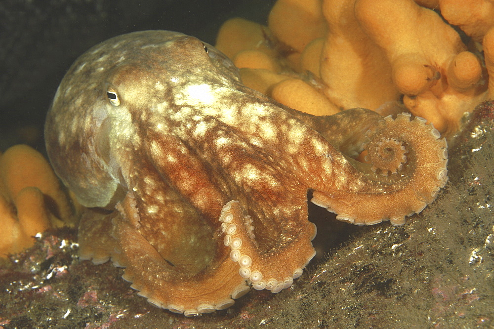 Common Octopus (Octopus vulgaris). St Abbs Reserve, Berwickshire, Scotland. (A4 only).