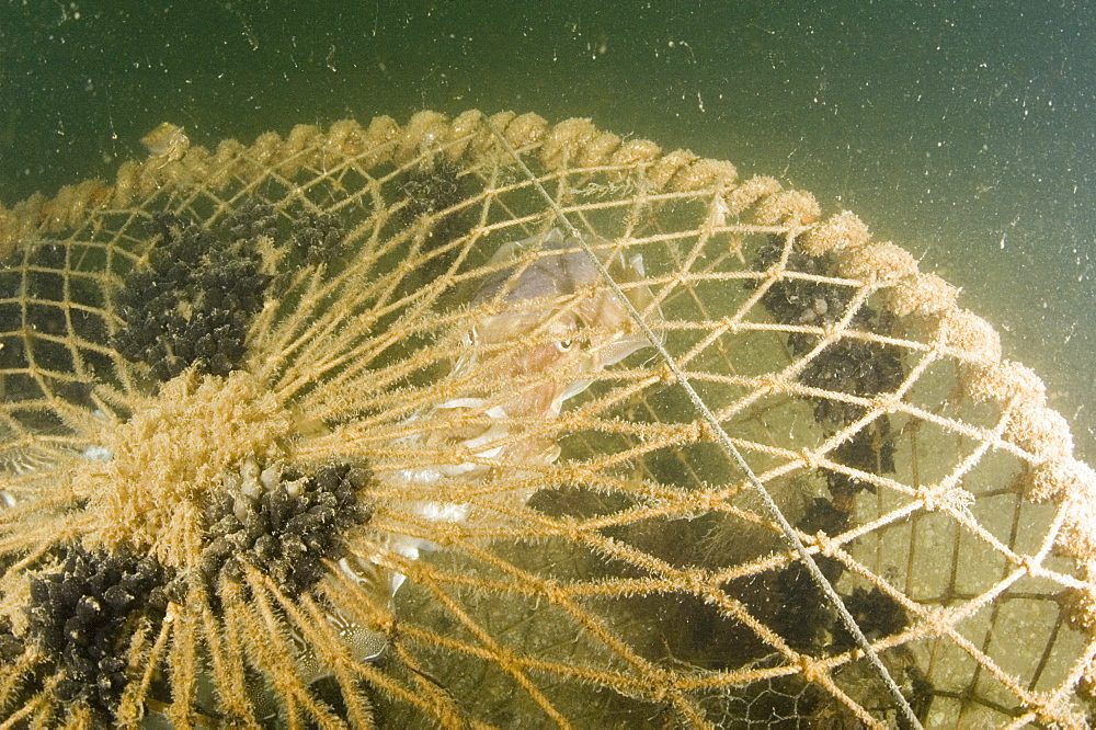 Cuttlefish (Sepia officinalis) Captured in fishing cage. Babbacombe, Torquay, South Devon, UK
