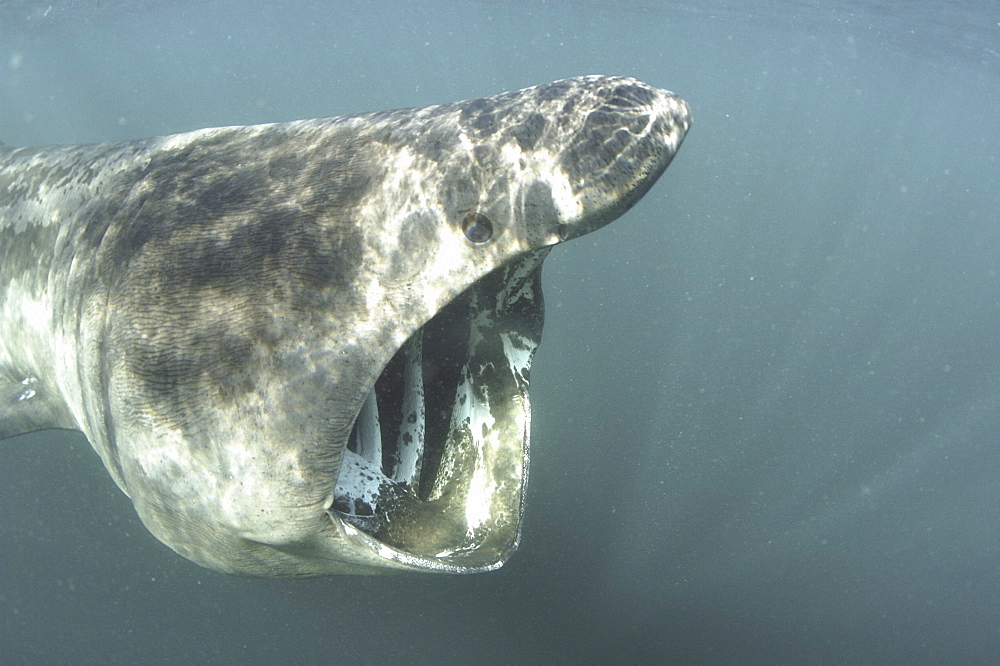 Basking Shark (Cetorhinus maximus) Close up of head. Cornwall, UK. (A4 only).