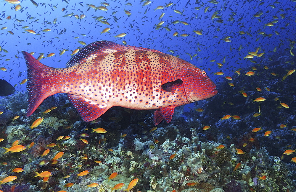 Coral Hind/Trout (Cephalopholi Miniata). Marsa Alarm, Egypt, Red Sea.  (A4 only).