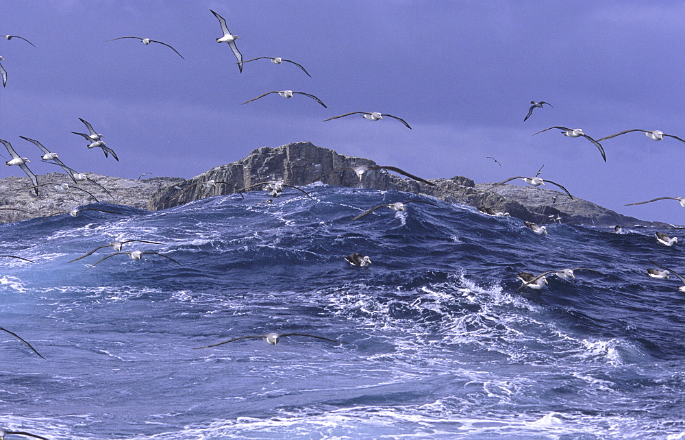 Salvinvs Albatross (Diomedea Cauta Salvini) getting attracted by squid. Bounty Islands, Subantarctic New Zealand.