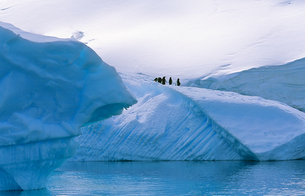 Gentoo Penguins (Pygoscelis papua) sitting on iceberg. Danco Island, Antarctic Peninsula