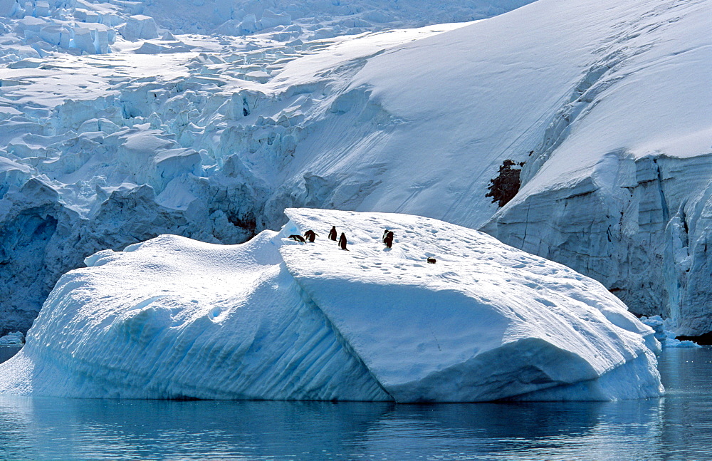 Gentoo Penguins (Pygoscelis papua) sitting on iceberg. Danco Island, Antarctic Peninsula