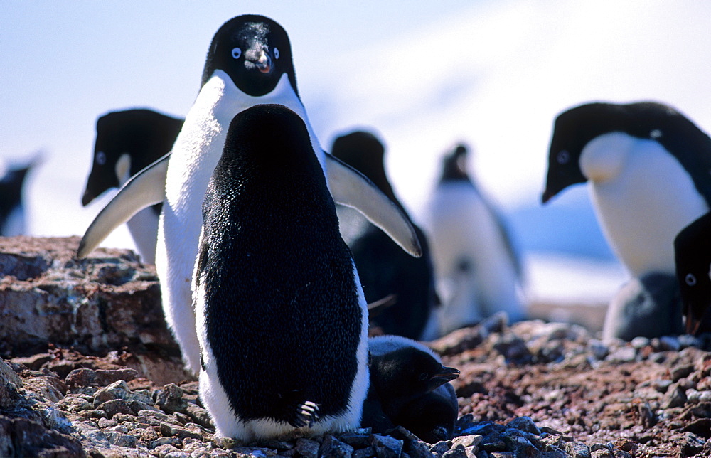 AdÃ©lie Penguins (Pygoscelis adeliae) standing face to face. Petermann Island, Antarctica