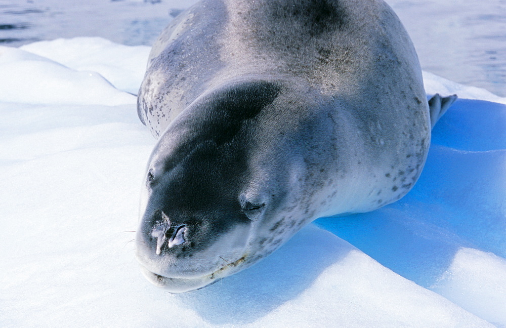 Leopard Seal (Hydruga leptonyx) lying and resting on ice. Paradise Harbour, Antarctica