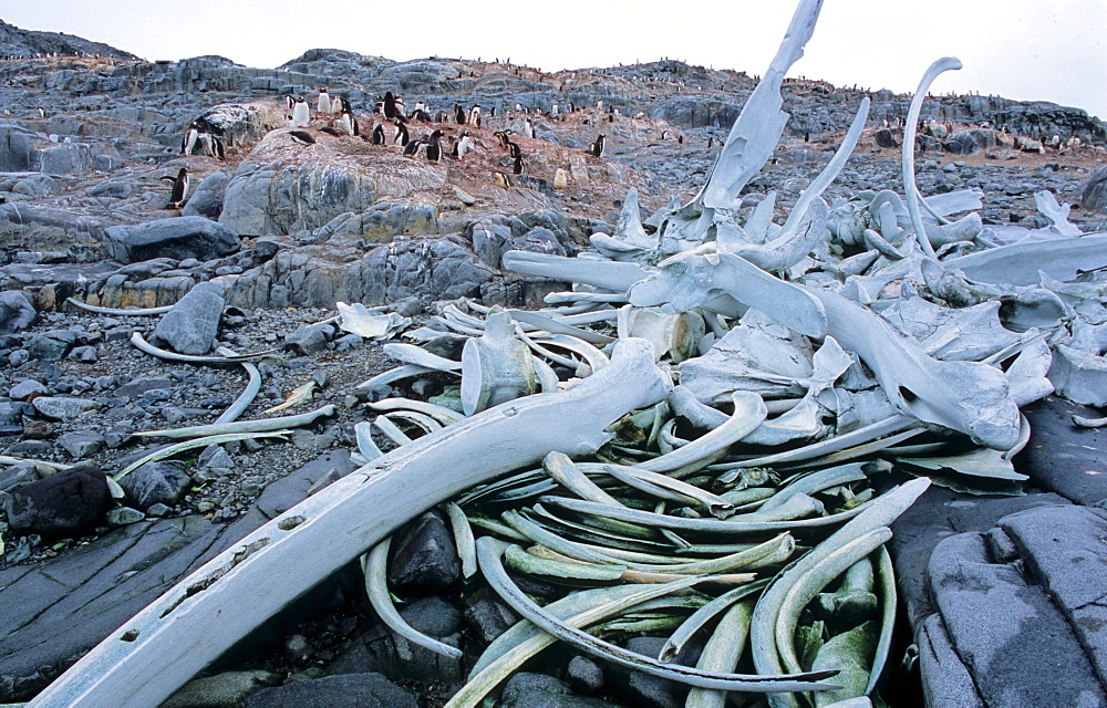 Whalebones - relicts from early whaling in the Deep South. Wiencke Island, Antarctic Peninsula 