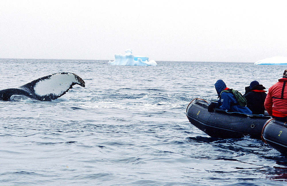 Humpback whale (Megaptera novaeangliae) showing its fluke in front of a cruising zodiac. Wilhelmina Bay, Antarctic Peninsula