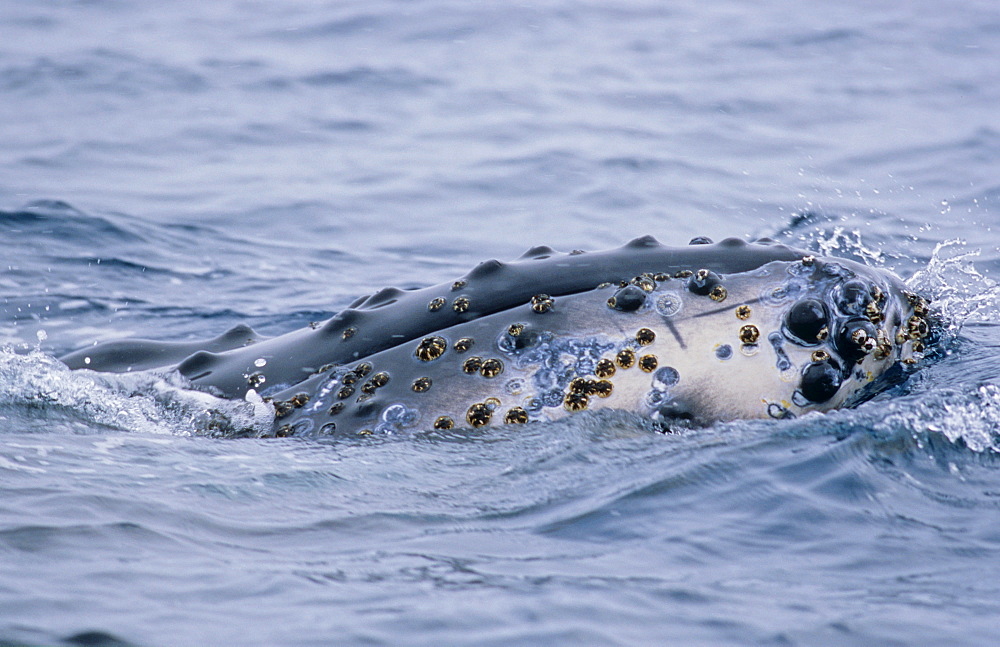 Humpback whale (Megaptera novaeangliae) calf showing its head while being curious. Wilhelmina Bay, Antarctic Peninsula