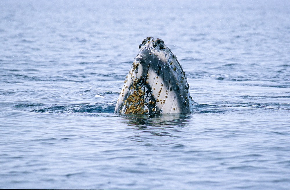 Spyhopping Humpback whale (Megaptera novaeangliae) calf . Wilhelmina Bay, Antarctic Peninsula