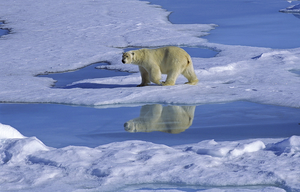 Polar Bear (Ursus Maritimus) and its mirroring when walking along a meltwater pond. North Spitsbergen, Svalbard