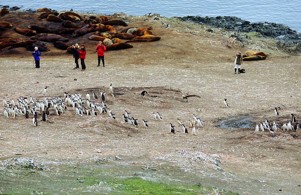 Northern Giant Petrel (Macronectes halli) scaring off a big group of Gentoo Penguin (Pygoscelis papua) chicks. Livingston Island, Antarctic Peninsula