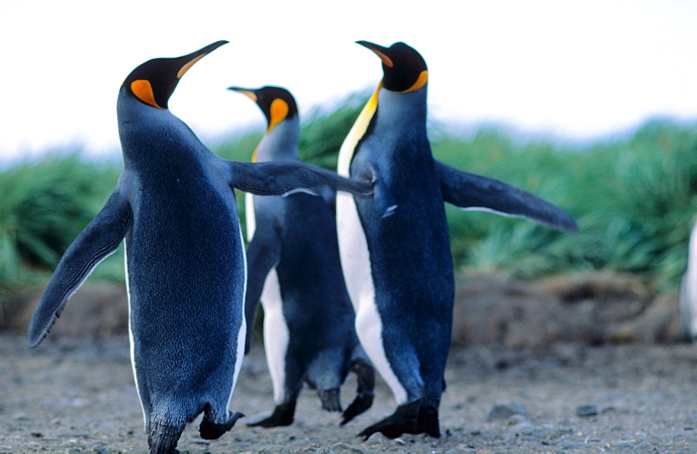 Group of King Penguin (Aptenodytes patagonicus) chicks just about to start moulting. Salisbury Plain, South Georgia, Subantarctic