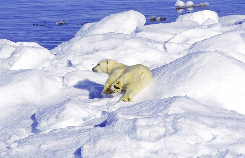 Polar bear (Ursus maritimus) on an ice floe. Scoresbysund, East Greenland