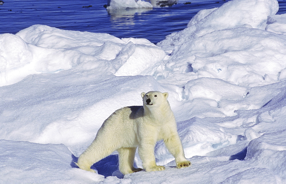 Curious polar bear (Ursus maritimus) on an ice floe. Scoresbysund, East Greenland