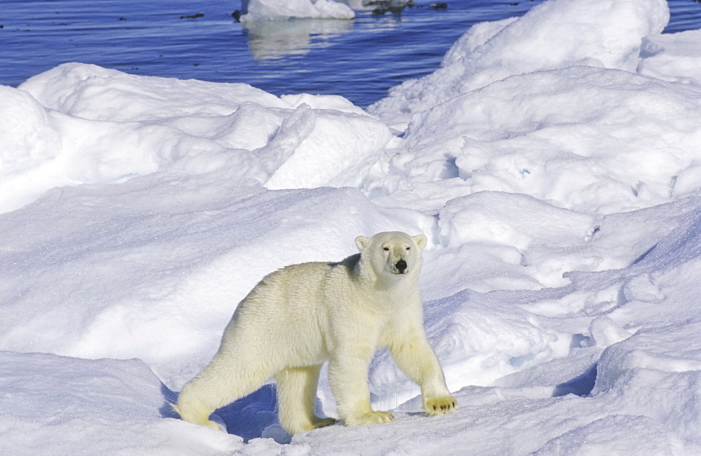 Curious polar bear (Ursus maritimus) on an ice floe. Scoresbysund, East Greenland