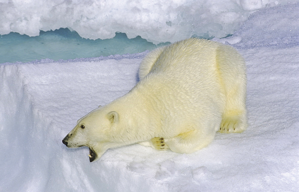 Curious polar bear (Ursus maritimus) on an ice floe. Scoresbysund, East Greenland