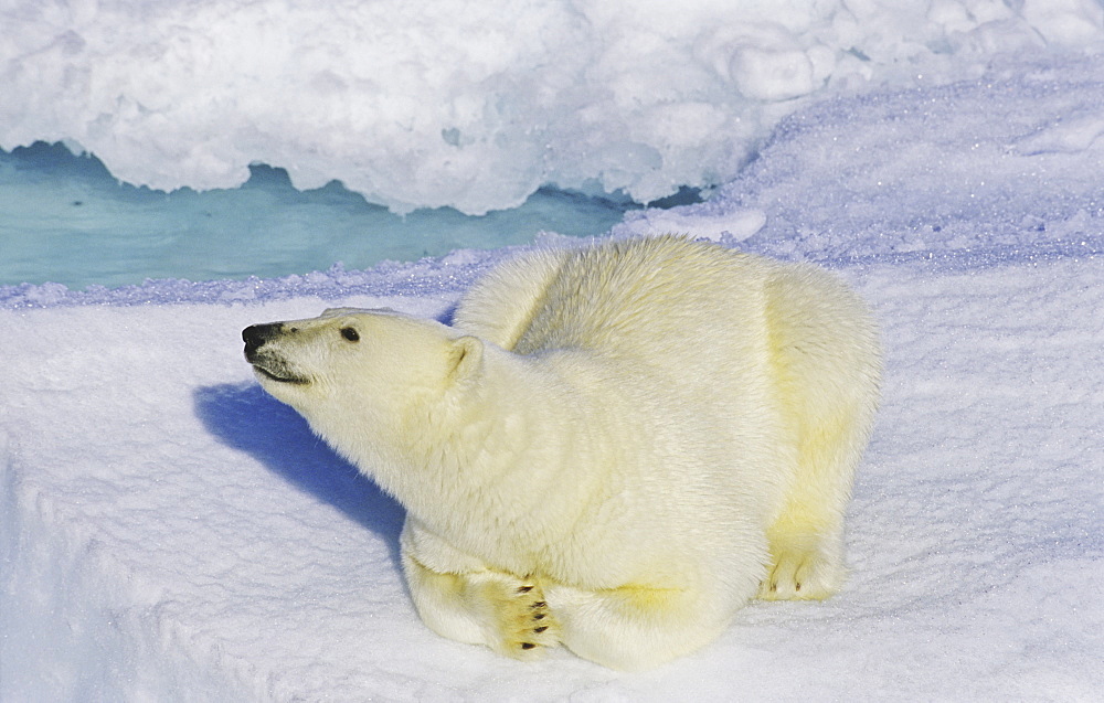 Curious polar bear (Ursus maritimus) on an ice floe. Scoresbysund, East Greenland