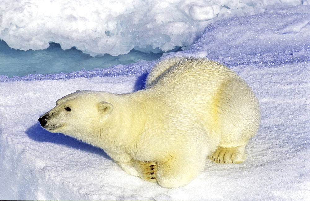 Curious polar bear (Ursus maritimus) on an ice floe. Scoresbysund, East Greenland