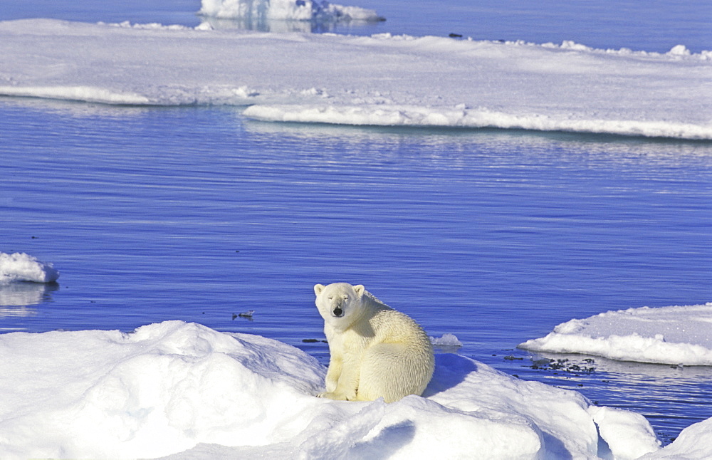 Young polar bear (Ursus maritimus) sitting on an ice floe. Scoresbysund, East Greenland