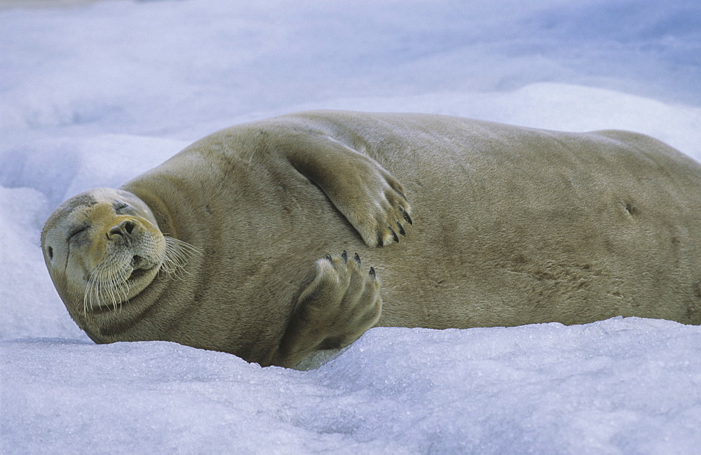 Bearded Seal (Erignathus Barbatus) resting on sea ice. North Spitsbergen, Svalbard