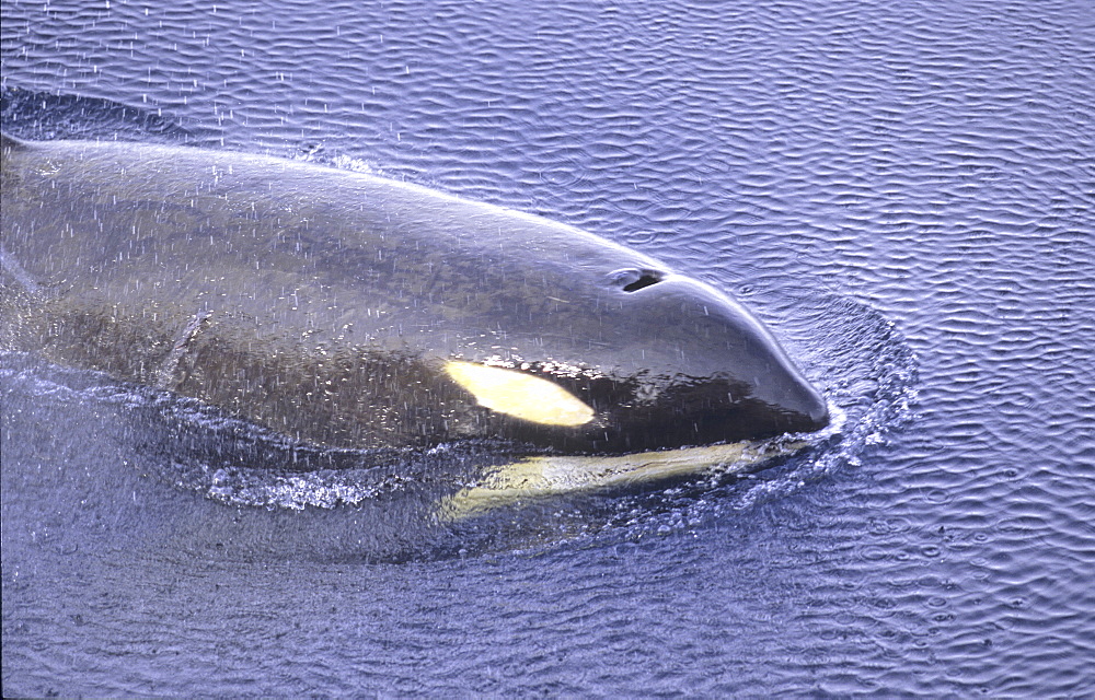 Surfacing Killer Whale (Orcinus Orca). McMurdo ice channel, Ross Sea, Antarctica