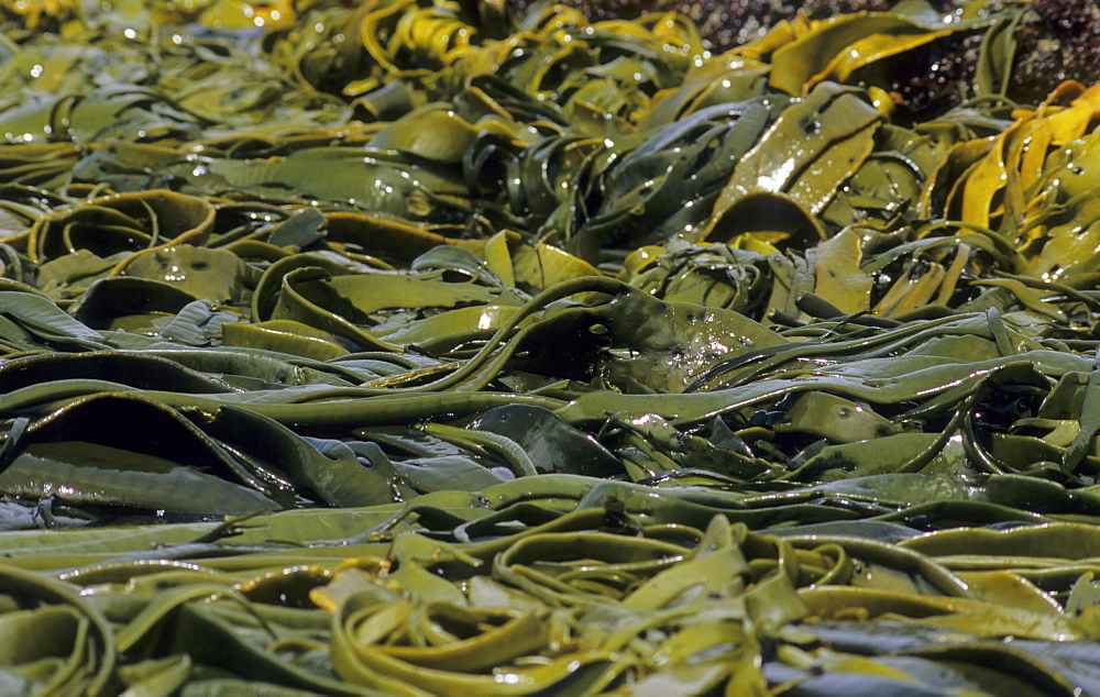 Kelp moved around in the surf. Snares Island, Subantarctic New Zealand.