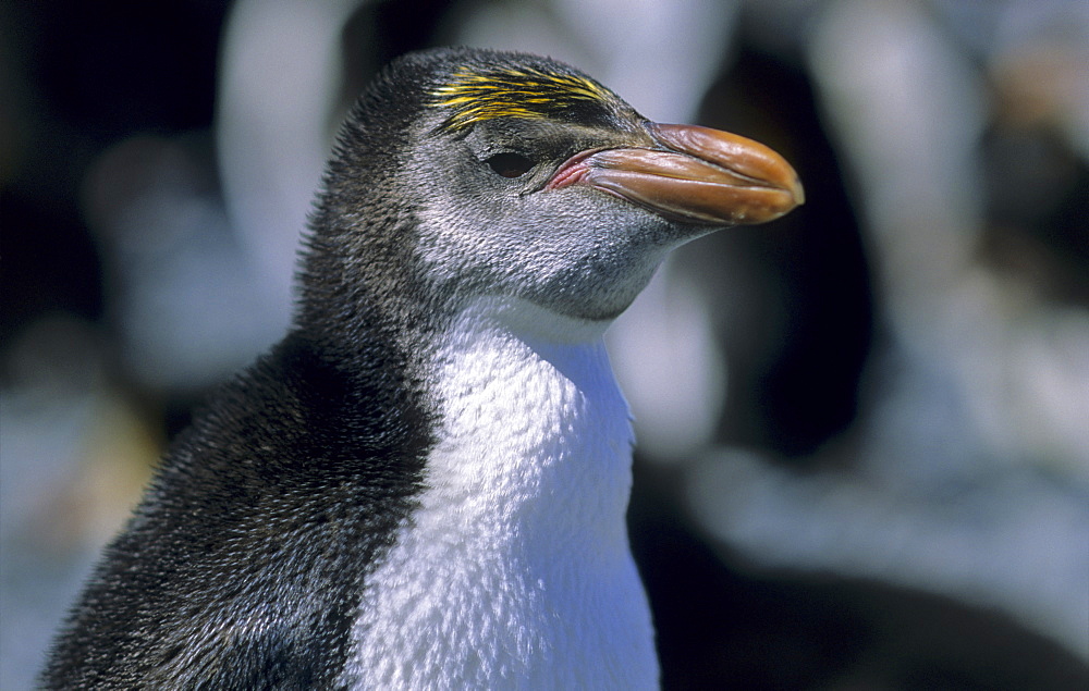 Young Royal Penguin (Eudyptes Schlegeli). Sandy Bay, Macquarie Island, Subantarctic Australia.