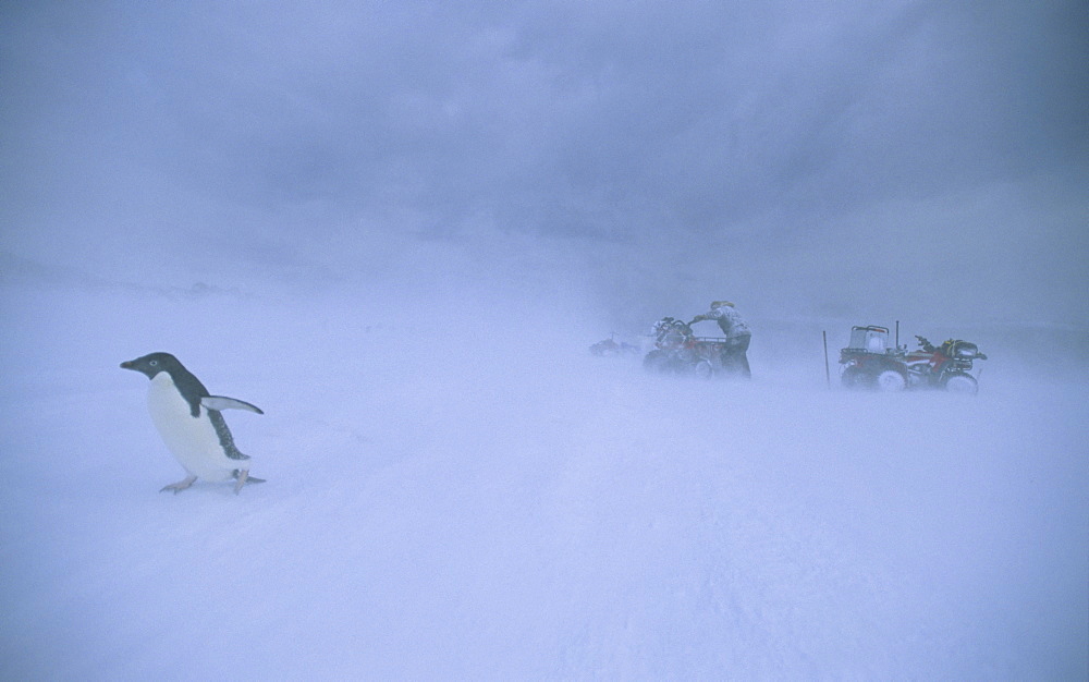 Humans and wildlife struggling in  Antarctic snowdrift. Commonwealth Bay, East Antarctica.