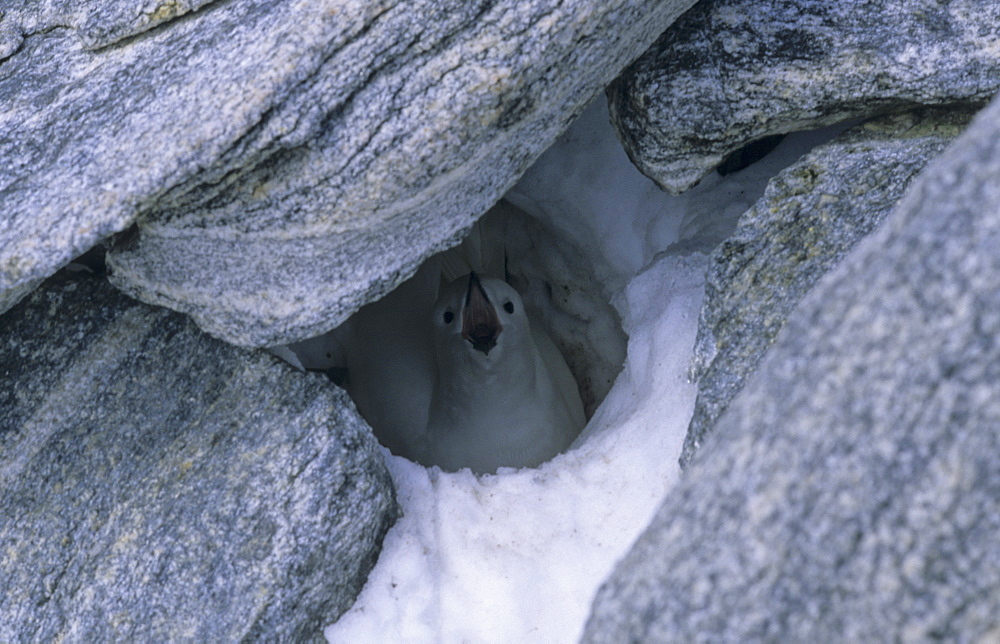 Nesting Snow Petrel (Pagodroma Nivea) in a deep rock crevice. Commonwealth Bay, East Antarctica.