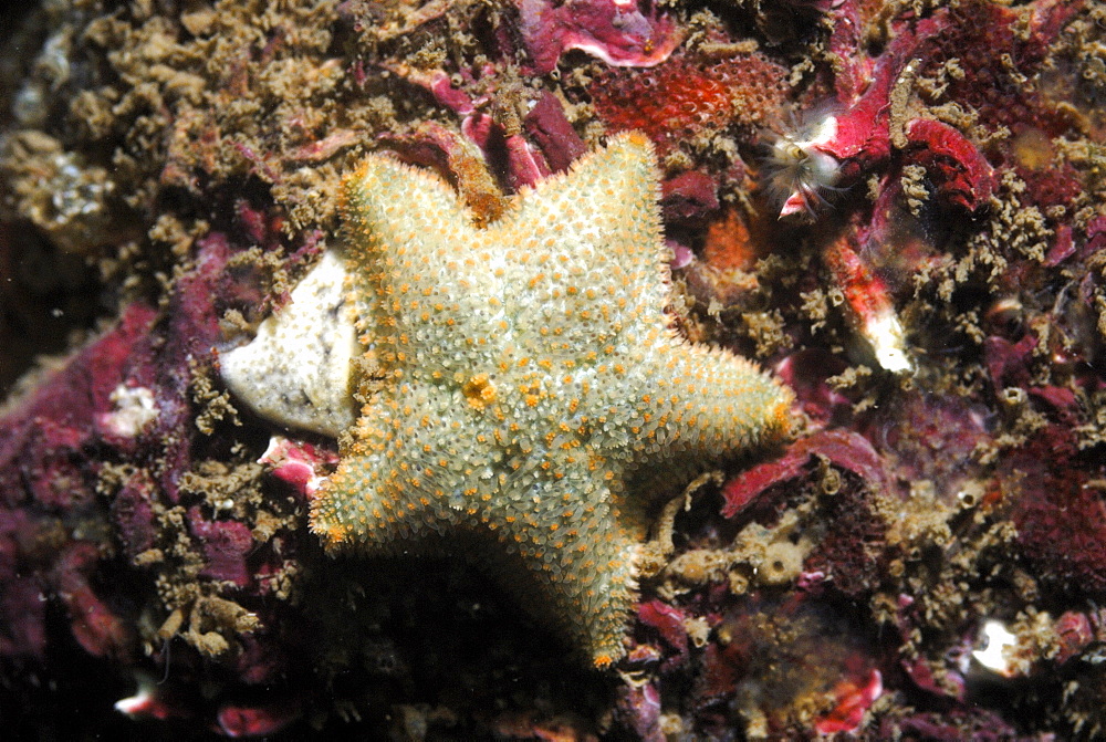 Cushion star or starlet (Asterina gibbosa), St Brides, Pembrokeshire, Wales, UK, Europe