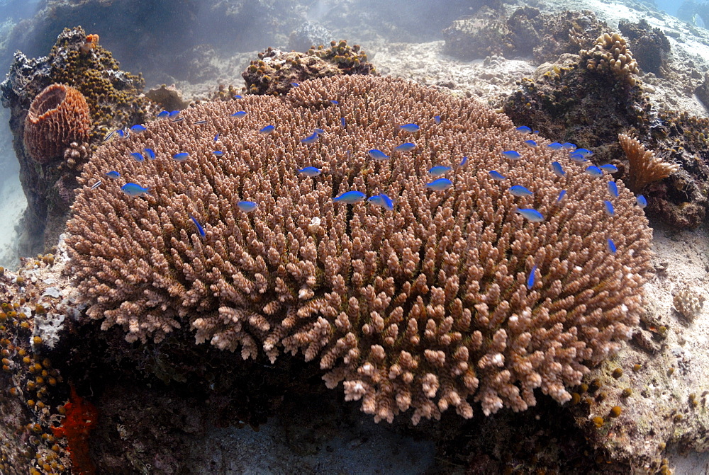 Hard coral (Acropora digitifera ) and shoal of Pale-blue damsel fish ( Chrysiptera glauca ), Sipadan, Sabah, Malaysia, Borneo, South-east Asia