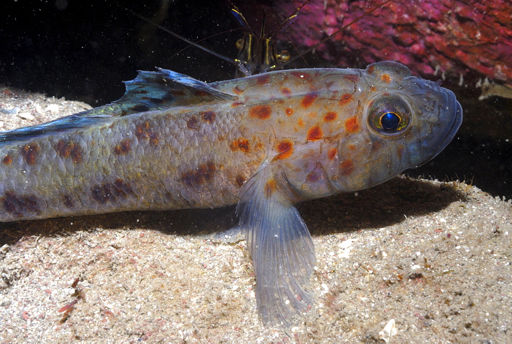 Leopard-spotted goby (Thorogobius ephippiatus), St Brides, Pembrokeshire, Wales, UK, Europe