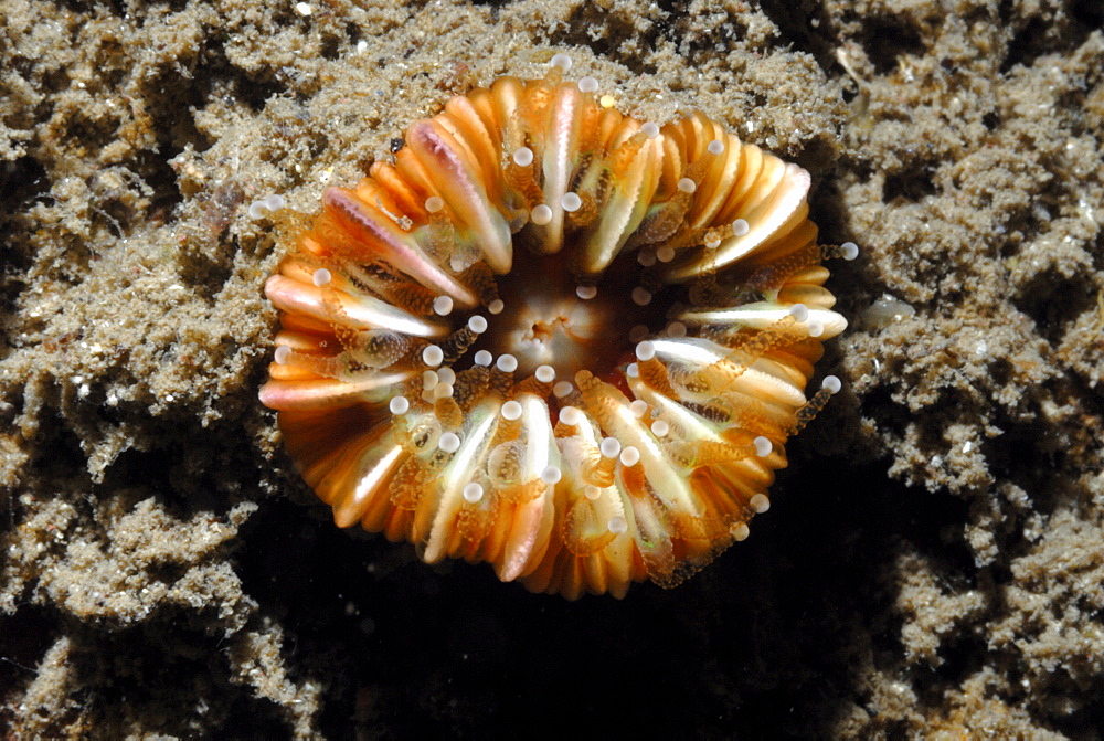 Devonshire cup coral (Caryophyllia smithii), St Brides, Pembrokeshire, Wales, UK, Europe