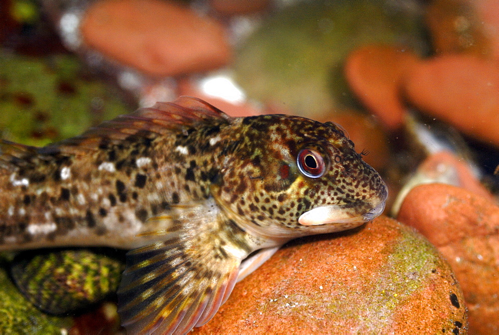 Blenny (Lipophrys pholis), St Brides, Pembrokeshire, Wales, UK, Europe